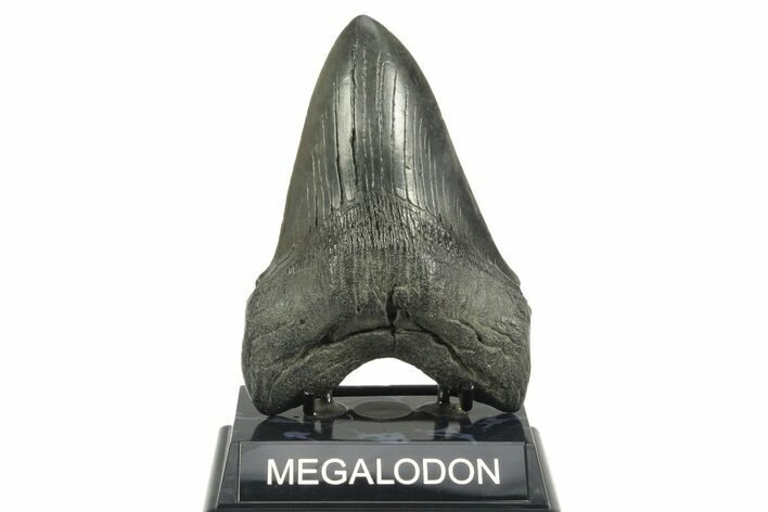 Fossil Megalodon Tooth - South Carolina #365700